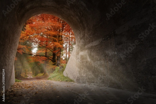 Obraz Herbstlicht im Wald