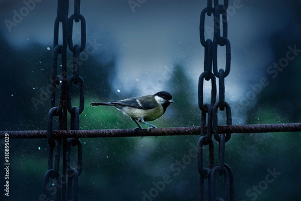 Obraz Kohlmeise im Regen