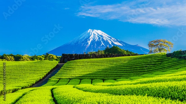 Obraz 富士山と茶畑と青い空