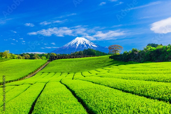 Obraz 富士山と茶畑と青い空