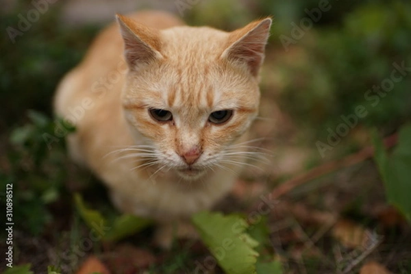 Fototapeta ginger cat rest in the garden, pet relax outdoor.