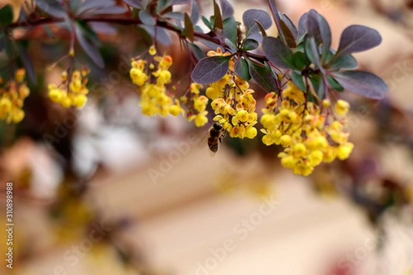 Obraz yellow flower and bee