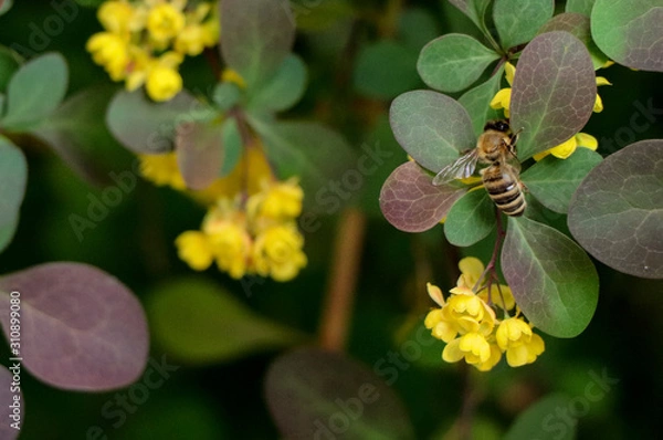 Obraz bee on a flower