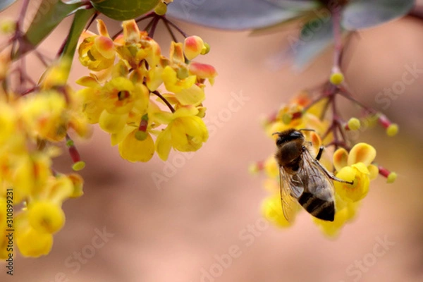Obraz bee on a flower