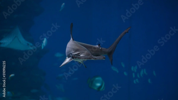 Fototapeta hammerhead shark wallpaper 