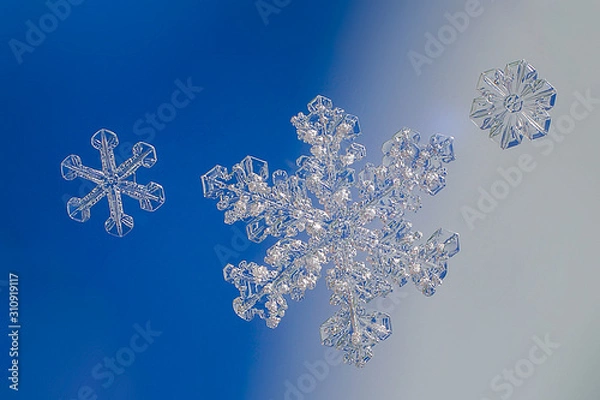 Obraz snowflakes on blue background