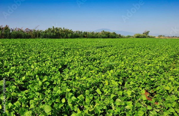 Obraz Large bean plantation