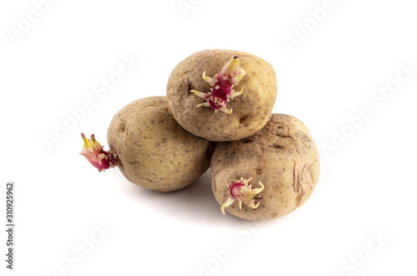 Obraz sprouted potatoes on white background