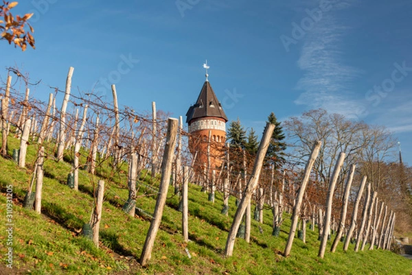 Fototapeta Weinberg mit Wasserturm in Burg bei Magdeburg.