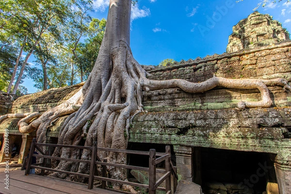 Obraz Cambodia Tree Roots