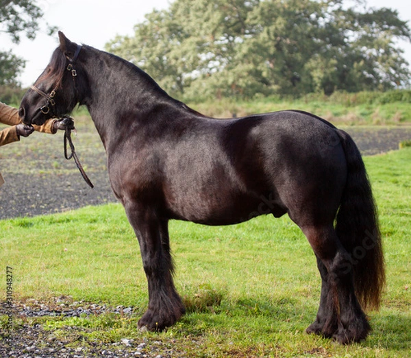 Fototapeta Townend Gideon