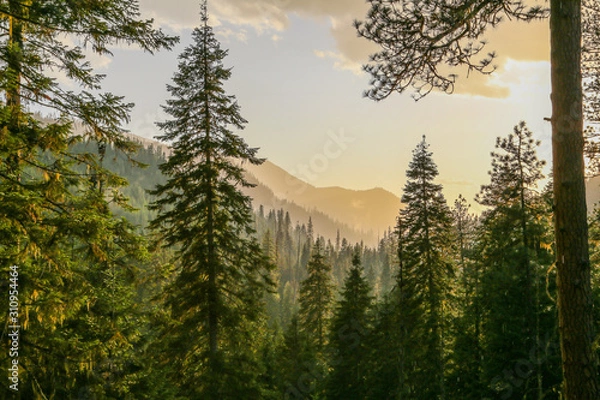 Obraz Fresh mountainous Idaho conifer forest after rain before sunset