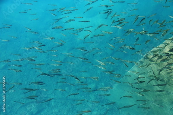 Obraz 日本の春　田沢湖の風景　クニマス
