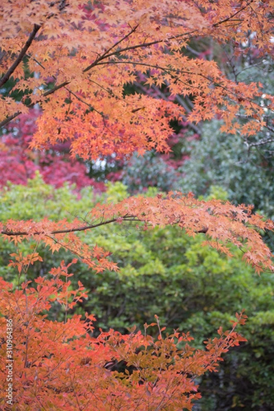 Fototapeta 境内の紅葉