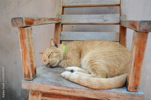 Obraz cat sleeping on sofa