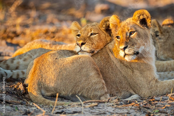 Fototapeta Lion borthers