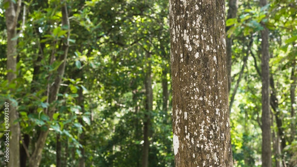 Fototapeta Teak tree in the forest