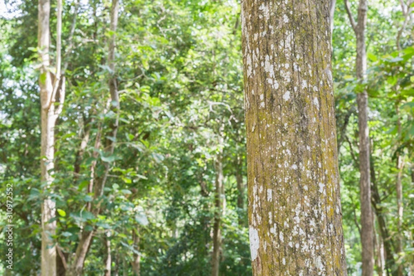 Obraz Teak tree in the forest