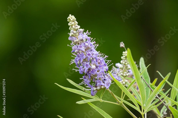 Obraz 紫色の西洋ニンジンボクの花