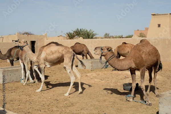 Fototapeta Kamel in der Wüste