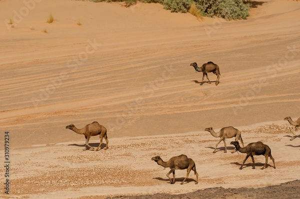 Fototapeta Kamel in der Wüste