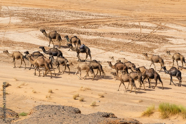 Fototapeta Kamel in der Wüste