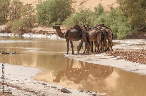 Fototapeta Kamel in der Wüste