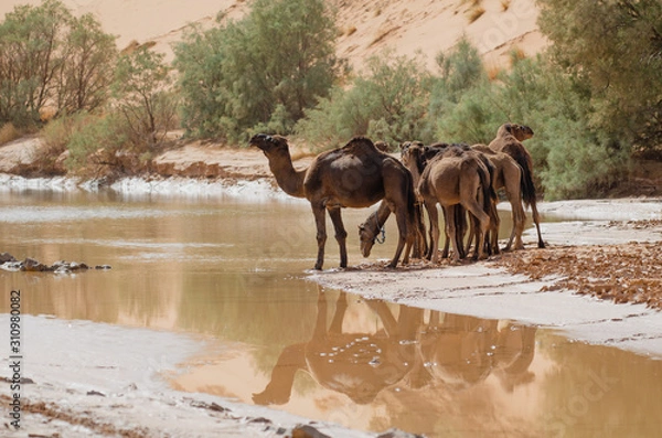 Fototapeta Kamel in der Wüste