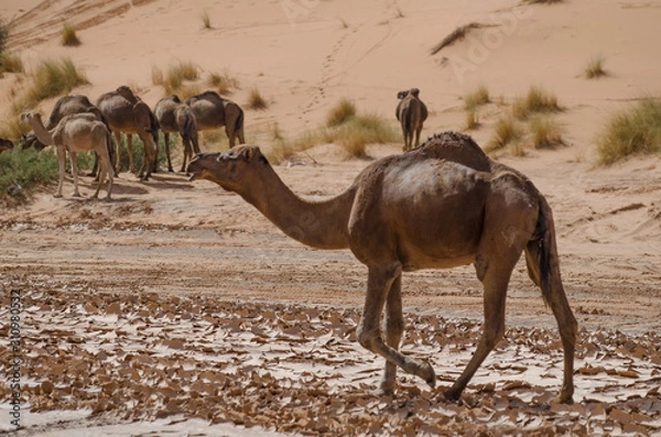 Fototapeta Kamel in der Wüste