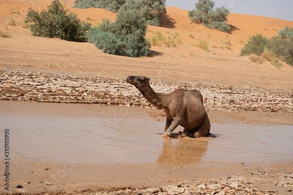 Fototapeta Kamel in der Wüste