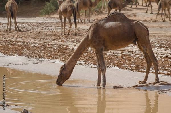 Fototapeta Kamel in der Wüste