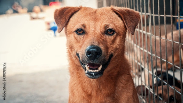Fototapeta Sad dog in shelter waiting to be rescued and adopted to new home. Shelter for animals concept