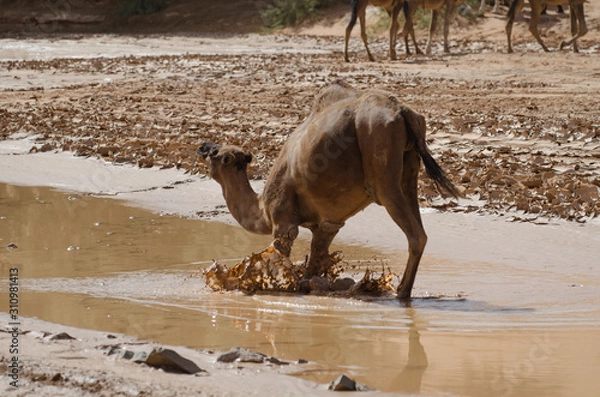 Fototapeta Kamel in der Wüste