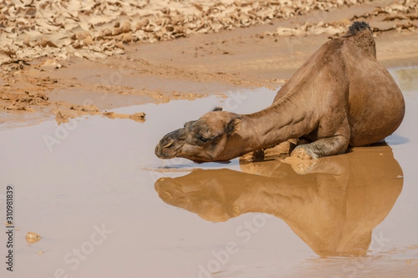 Obraz Kamel in der Wüste