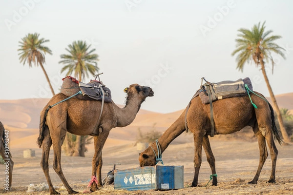 Fototapeta Kamel in der Wüste