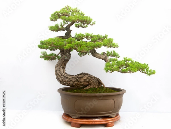Obraz Chinese Pine Bonsai tree isolated on white background.