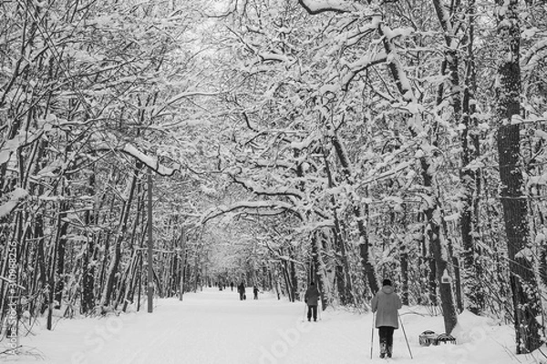 Fototapeta trees in winter