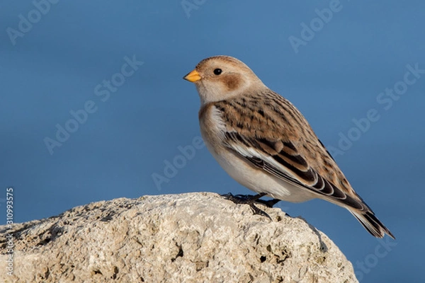 Obraz Snow Bunting Perched on Rocks