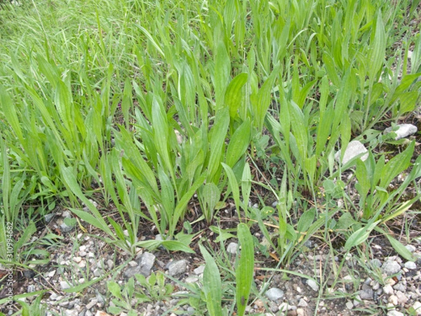 Obraz Plantago lanceolata