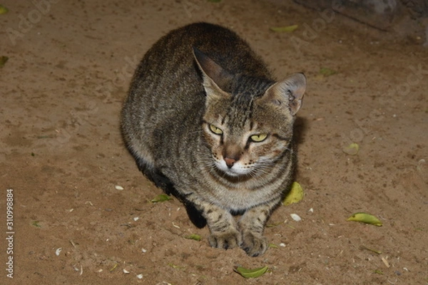 Obraz Cat waiting for bread
