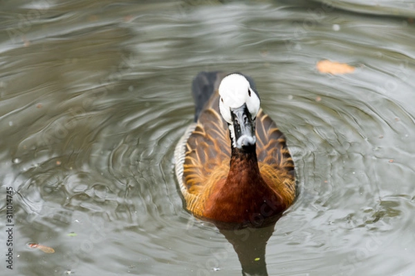 Obraz White faced whistling duck looking for food in a city pond