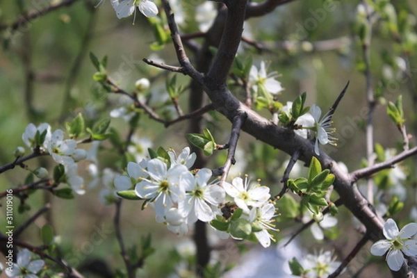 Fototapeta blooming tree in spring