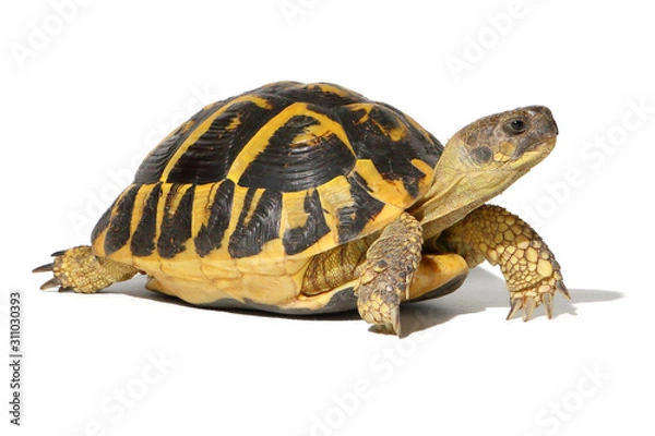 Fototapeta Hermann tortoise in close-up isolated on a white background