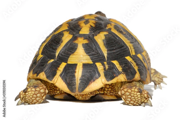Fototapeta Hermann tortoise in close-up isolated on a white background