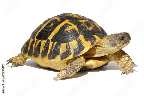 Fototapeta Hermann tortoise in close-up isolated on a white background