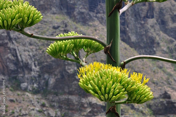 Fototapeta Agave