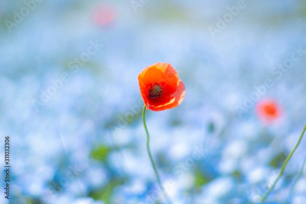 Obraz ネモフィラ畑の主役？