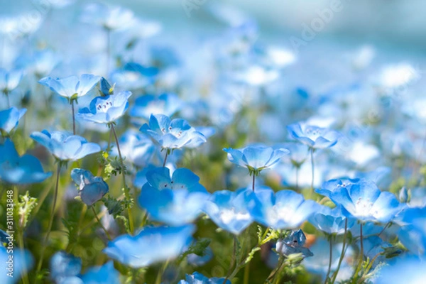 Obraz ネモフィラ