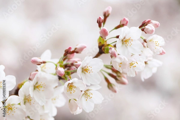 Obraz 桜（ソメイヨシノ）	