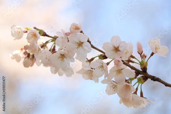 Obraz 桜（ソメイヨシノ）	